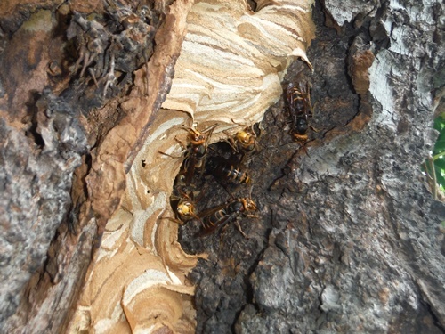 木のうろに作った巣から出入りするモンスズメバチ.JPG