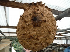 飯能市　キイロスズメバチの巣