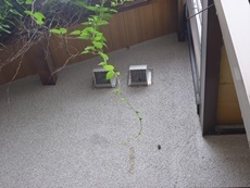 キイロスズメバチの出入り口となった換気口