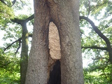 大木内部のモンスズメバチの巣