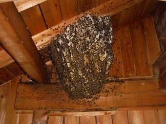 館林　屋根裏のミツバチ.JPG