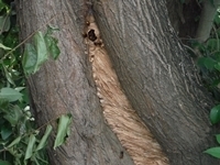 木のうろに作られたモンスズメバチの巣.JPG