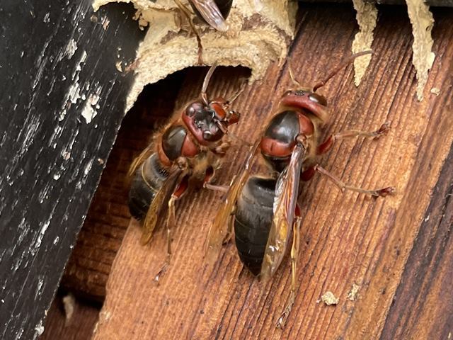 チャイロスズメバチの働きバチ