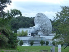 鳩山町　キイロスズメバチ (2).JPG