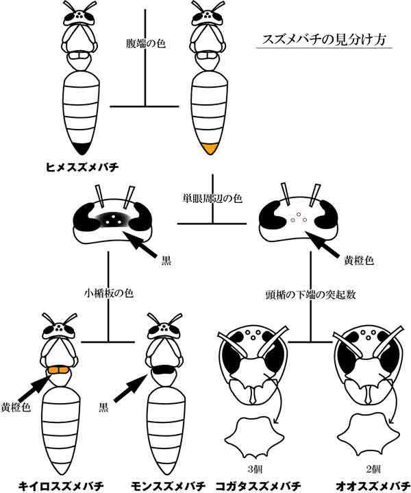 スズメバチの見分け方.jpg