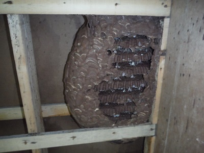 壁の間のキイロスズメバチの巣.JPG