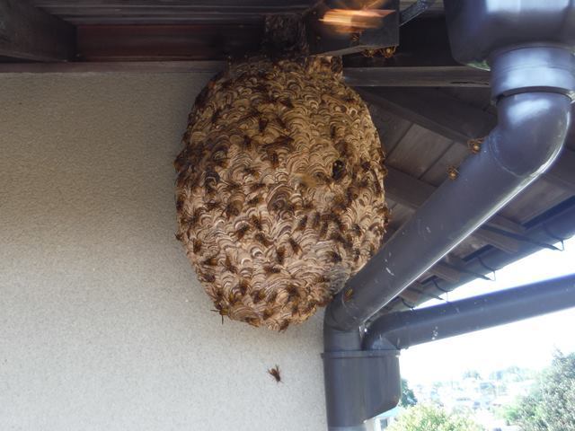 警戒行動をとるキイロスズメバチ