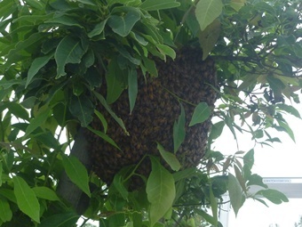 加須市　樹木のミツバチ.JPG