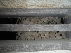 通気口から覗く古い蜂の巣.JPG