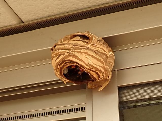 川島町で駆除したコガタスズメバチ