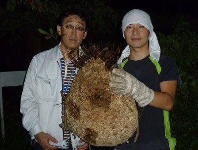 鳩山町　キイロスズメバチ (7).jpg