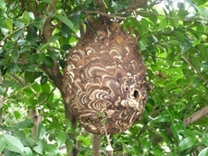 樹木内のコガタスズメバチの巣