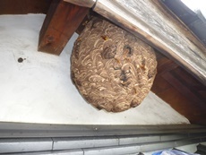 二階軒下のキイロスズメバチの巣
