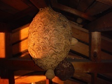 屋根裏のキイロスズメバチの巣