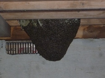 宮代町　床下のミツバチ.JPG