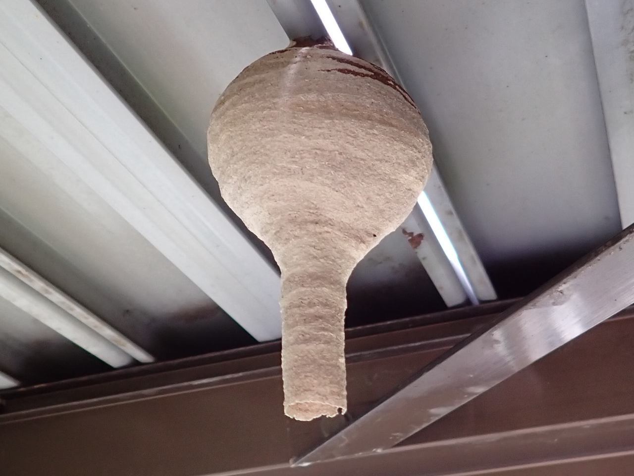 6月頃のコガタスズメバチの巣