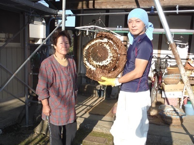 神川町　天井裏　キイロスズメバチ (1).JPG