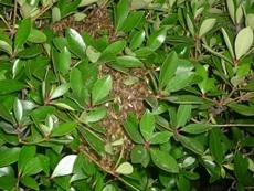 鴻巣市　ミツバチ駆除 (2).JPG