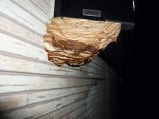 鳩山町　モンスズメバチ駆除 (1).JPG