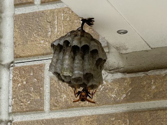 ※本日限定キイロスズメバチの巣 Super rare video] A huge hornet nest was discovered under the