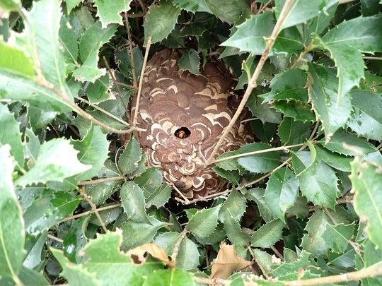 鳩山町コアシナガバチ駆除Before