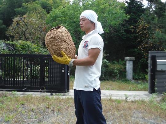 坂戸市　キイロスズメバチ駆除