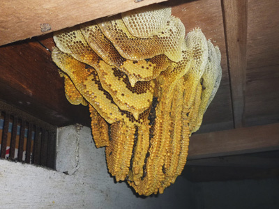 ニホンみつばちの巣約4キロ弱