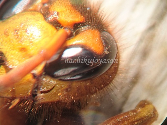 キイロスズメバチの顔　体毛.JPG
