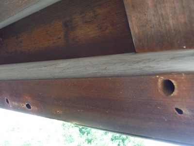 クマバチが開けた巣穴