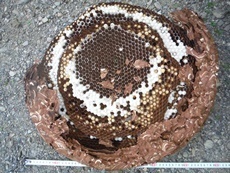 神川町　天井裏　キイロスズメバチ (8).JPG