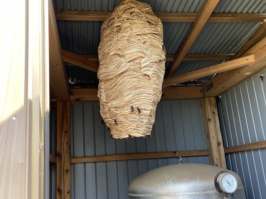 川越市　小屋キイロスズメバチ