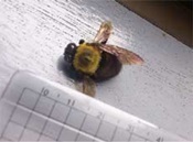 様々な種類のハチとその巣