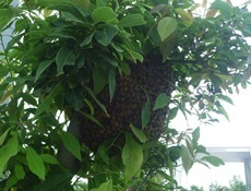 加須市　ミツバチ駆除 (3).jpg