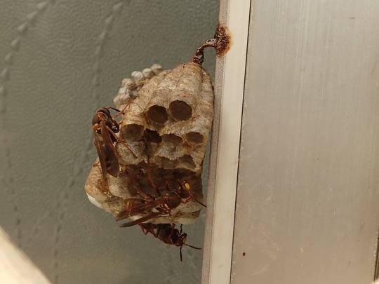 鳩山町コアシナガバチ駆除Before