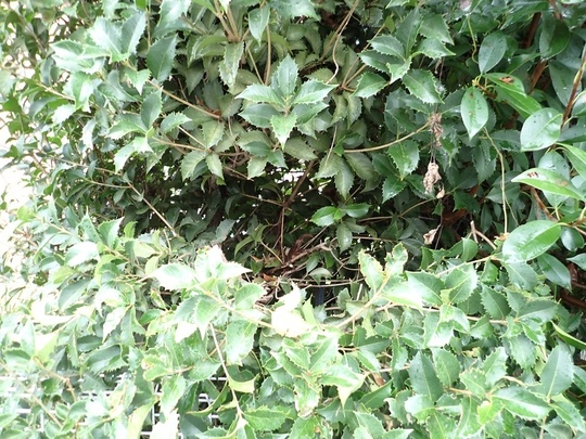 鳩山町コアシナガバチ施工後