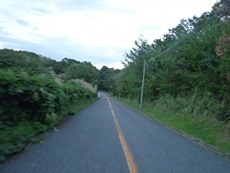 鳩山町　キイロスズメバチ (1).JPG