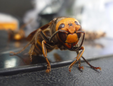 コガタスズメバチ