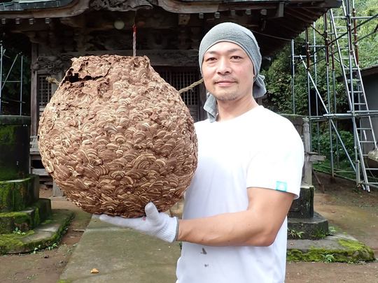 ときがわ町で蜂にお困りの皆様へ - スズメバチ駆除、アシナガバチ駆除