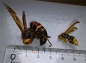 様々な種類のハチとその巣