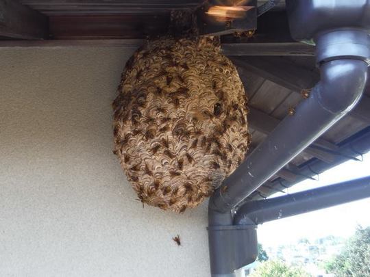 警戒行動をとるキイロスズメバチ