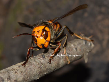 【エサ用】オオスズメバチ蜂の子 エサ用】オオスズメバチ蜂の子 No.36【昆虫食】オオスズメバチ蜂の子