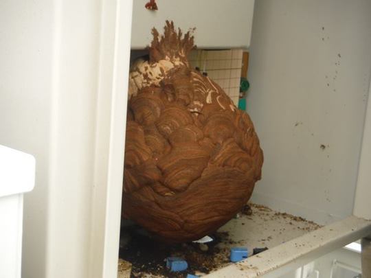 チャイロスズメバチについて - スズメバチ駆除、アシナガバチ駆除の