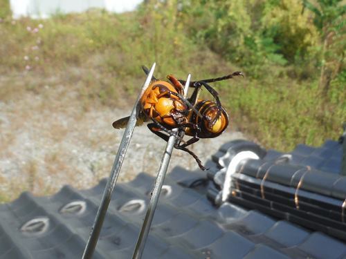 巣を襲いにきていたオオスズメバチ