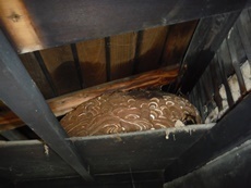 神川町　天井裏　キイロスズメバチ (5).JPG