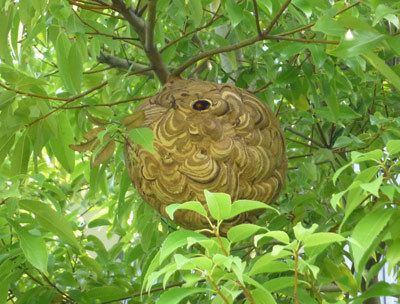 スズメバチを見分ける方法