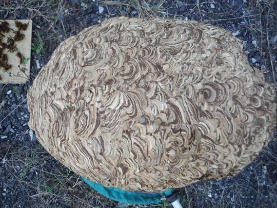 撤去したスズメバチの巣