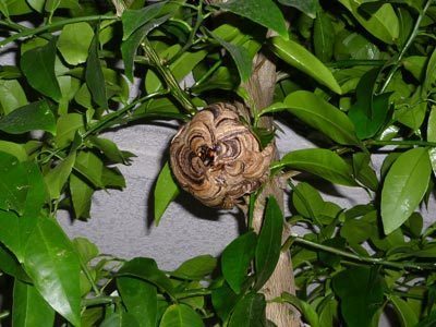 桶川市　スズメバチ駆除 (4).jpg