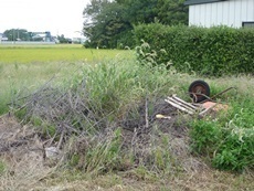 加須市　オオスズメバチ駆除 (1).JPG