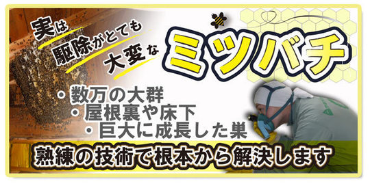 ミツバチTOP.jpg