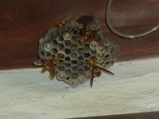アシナガバチの巣